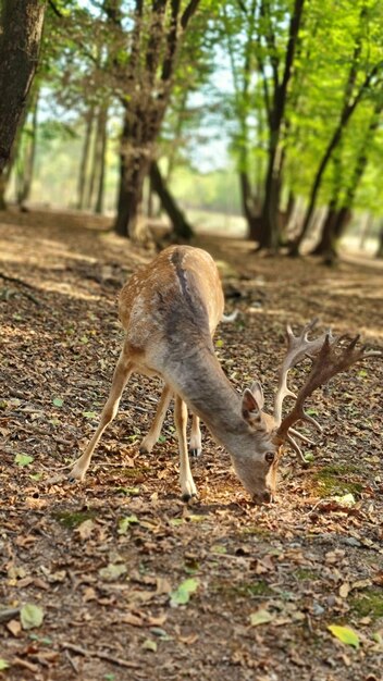 Photo deer in nature