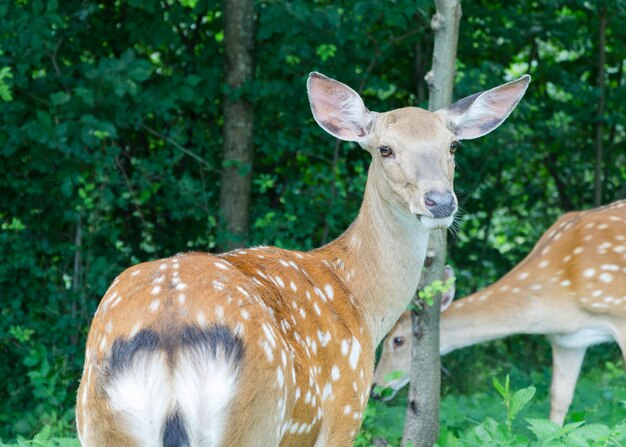 Deer in the park closeup