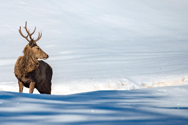 Photo deer portrait in the snow background