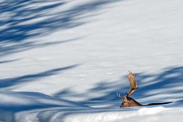 Deer portrait in the snow background