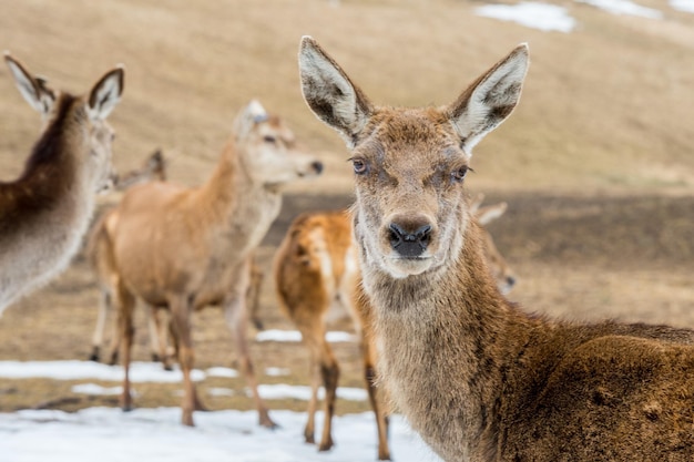 Deer portrait while looking at you