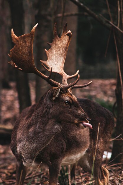 Photo deer profile portrait