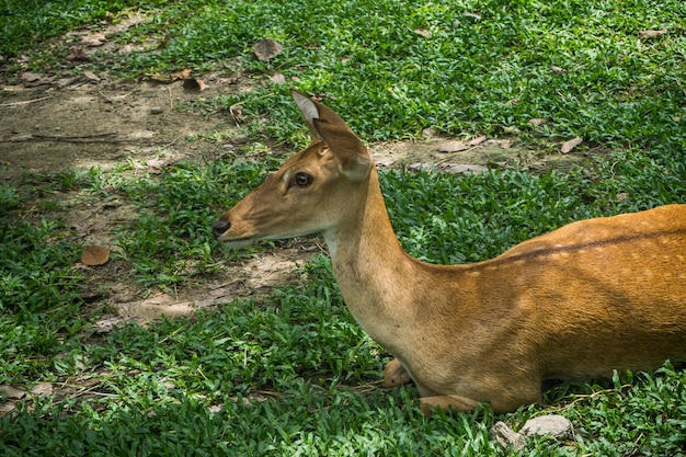 鹿は公園の木陰でリラックスします。