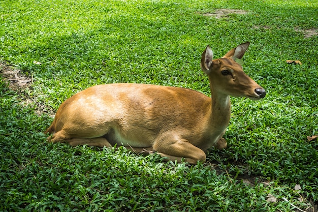 Deer relax in the shade of the park.