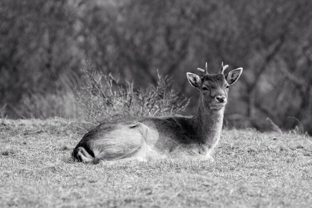 Deer relaxing on field