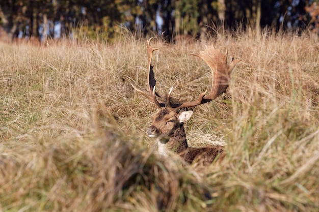 Photo deer relaxing on grassy field