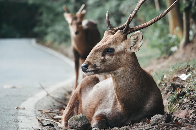 Photo deer relaxing on land