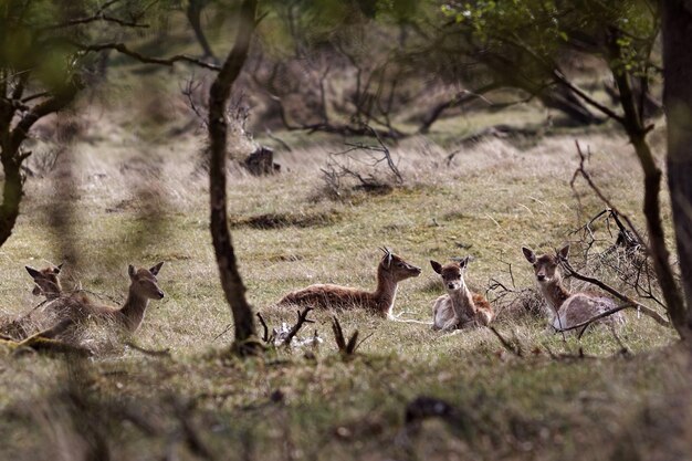 写真 森の野原でリラックスする鹿