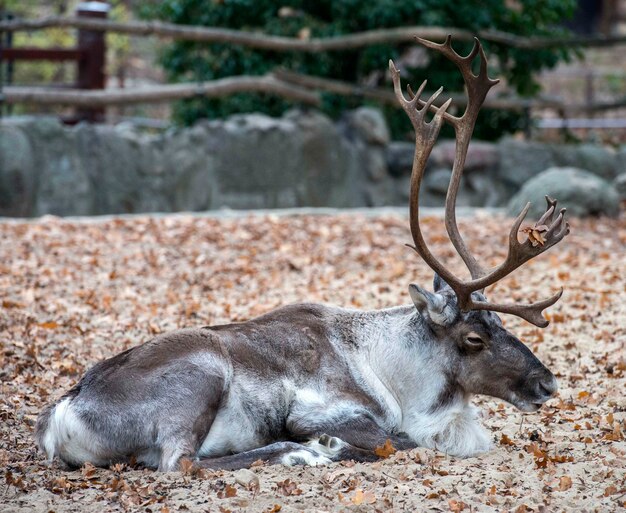 Photo deer resting on a field