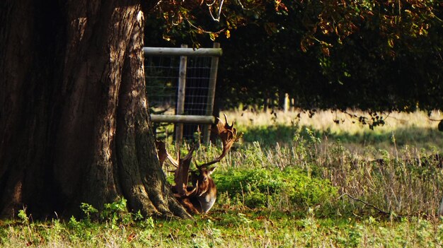 A deer resting near tree in a field