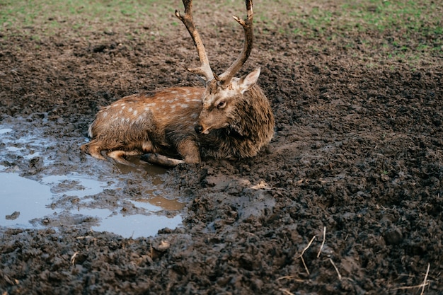 Deer resting and sleeping in mud.