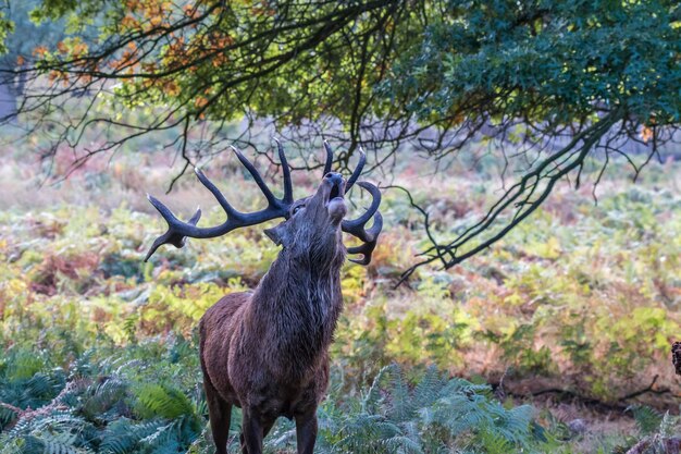 Photo the deer of richmond park