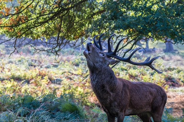 The deer of Richmond park