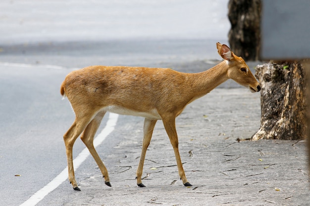 The deer on the road