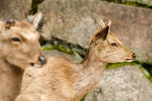 Photo deer roaming around the itsukushima shrine, japan