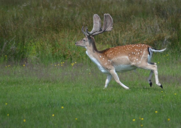 Deer running on grassy field at margam park