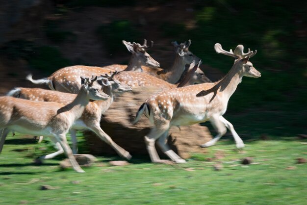 写真 森の草の上を走る鹿