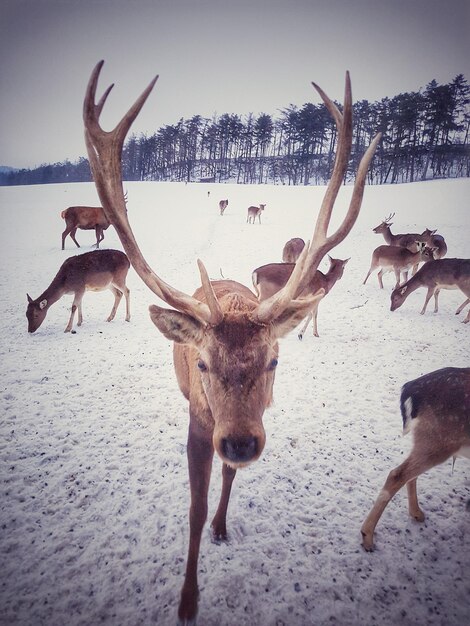 Deer on shore against sky