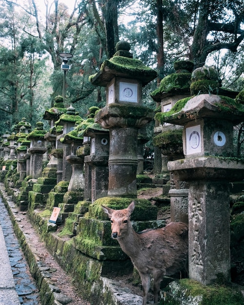 Photo deer at the shrine