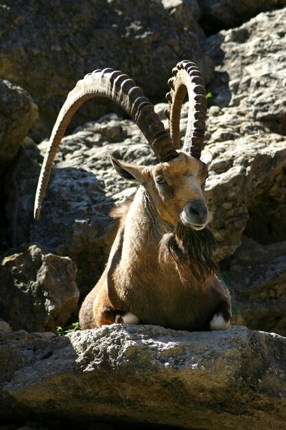 Photo deer sitting on rock