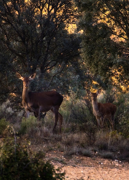 Deer and small deer in the forest