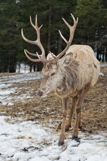 Deer on the snow background