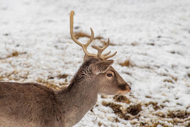 Photo deer on snow covered land