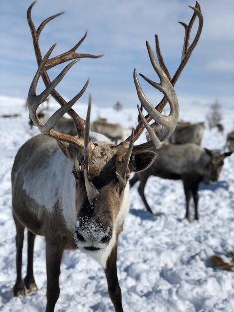 Photo deer on snow covered land