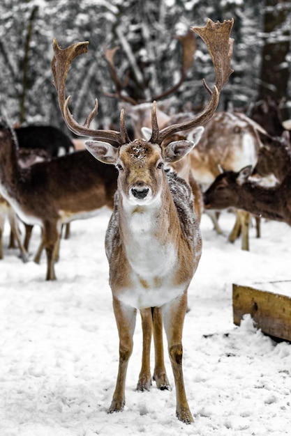 deer on snow covered landscape