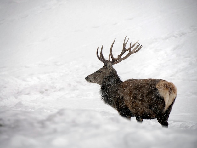 Photo deer under the snow winter panorama landscape