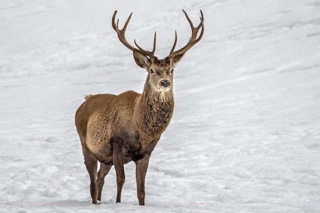 Deer in the snow in winter