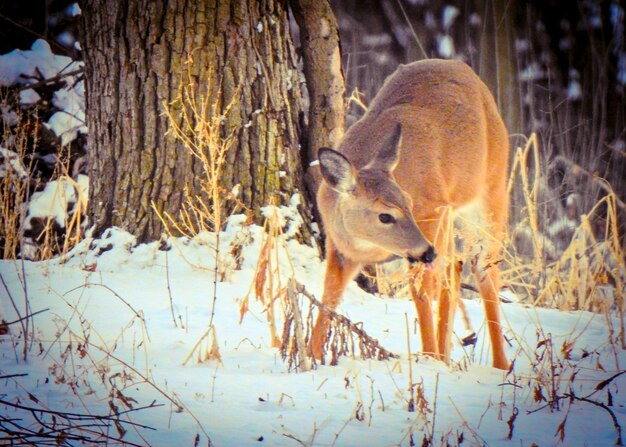 Deer in snow