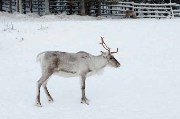deer on snow