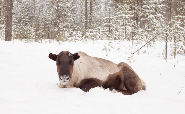 Deer in the snow