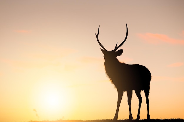 Deer Stag with sunset