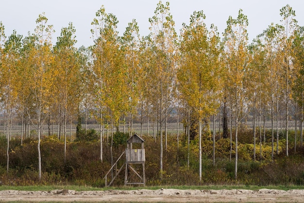 Deer stand type of hunter39s stand between birch trees where hunters wait