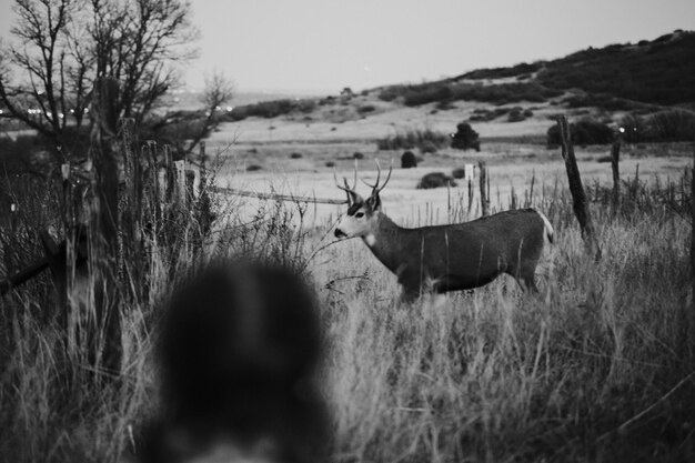 Photo deer standing amidst plants on land