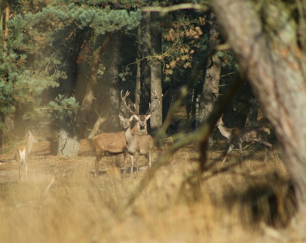 Photo deer standing by trees in forest