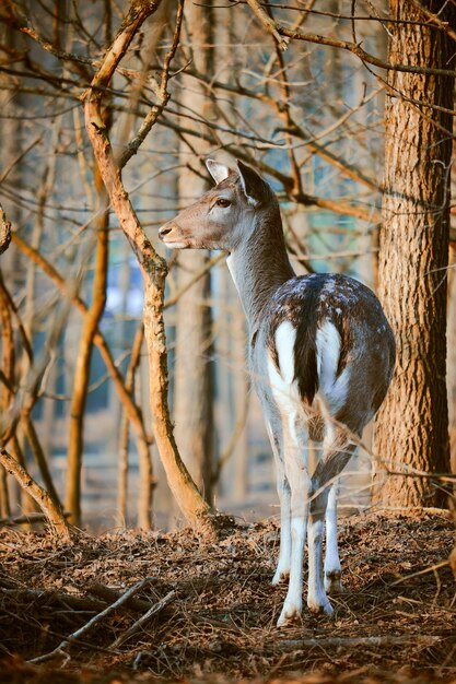 Photo deer standing by trees in forest