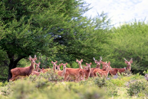 Foto cervi in piedi sul campo contro gli alberi