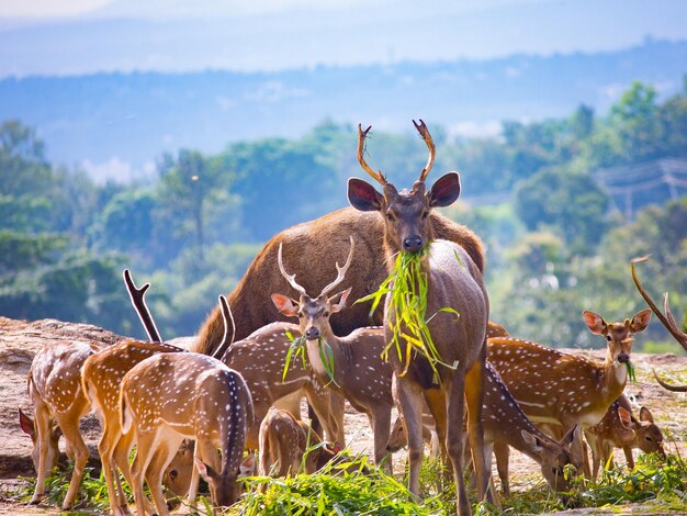 Deer standing on field against trees