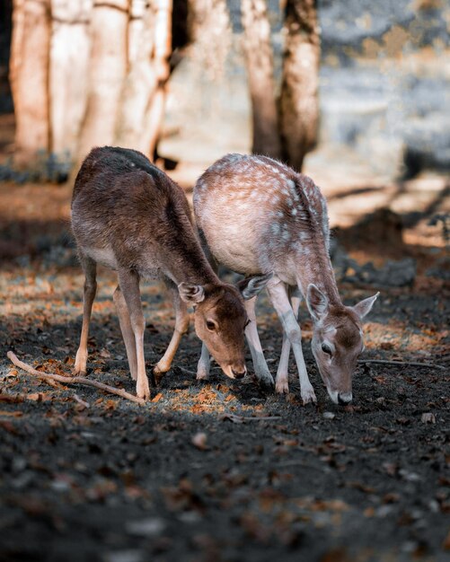 Foto il cervo in piedi sul campo