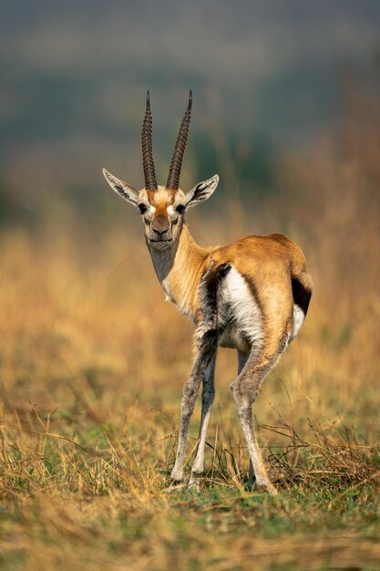 Photo deer standing on field