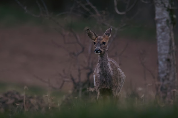 Photo deer standing on field