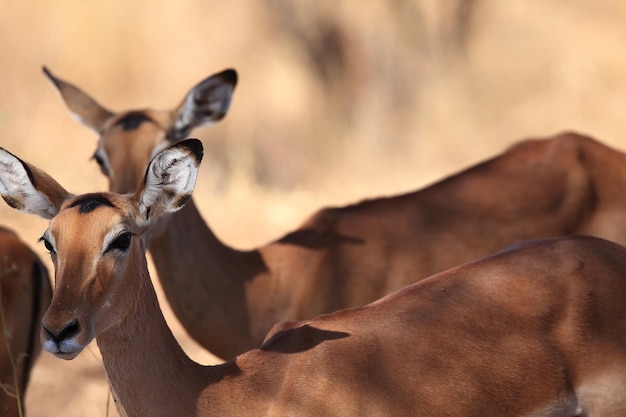 Photo deer standing on field