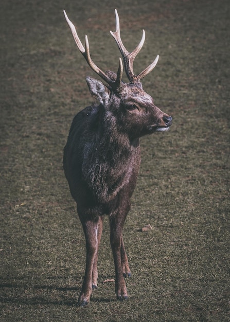 Foto il cervo in piedi sul campo