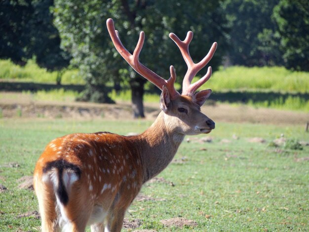 Foto un cervo in piedi in un campo