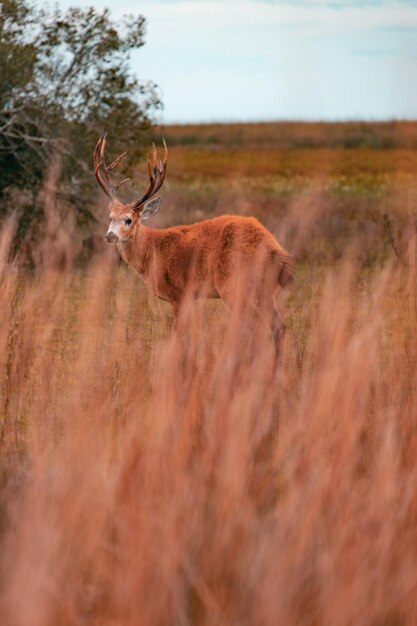 Photo deer standing on field