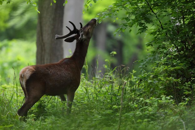 Deer standing in a field