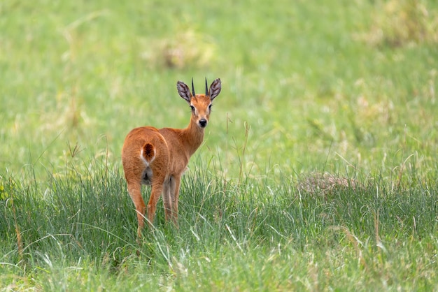 Foto il cervo in piedi sul campo